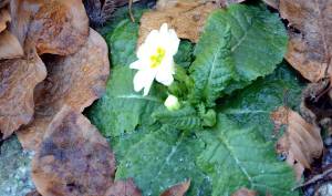 Primula Autunnale